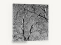 Bare Branch Canopy, bare tree branches black and white photograph, landscape canvas wall art print ready to hang