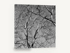 Bare Branch Canopy, bare tree branches black and white photograph, landscape canvas wall art print ready to hang
