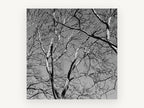 Bare Branch Canopy, bare tree branches black and white photograph, landscape canvas wall art print, front view