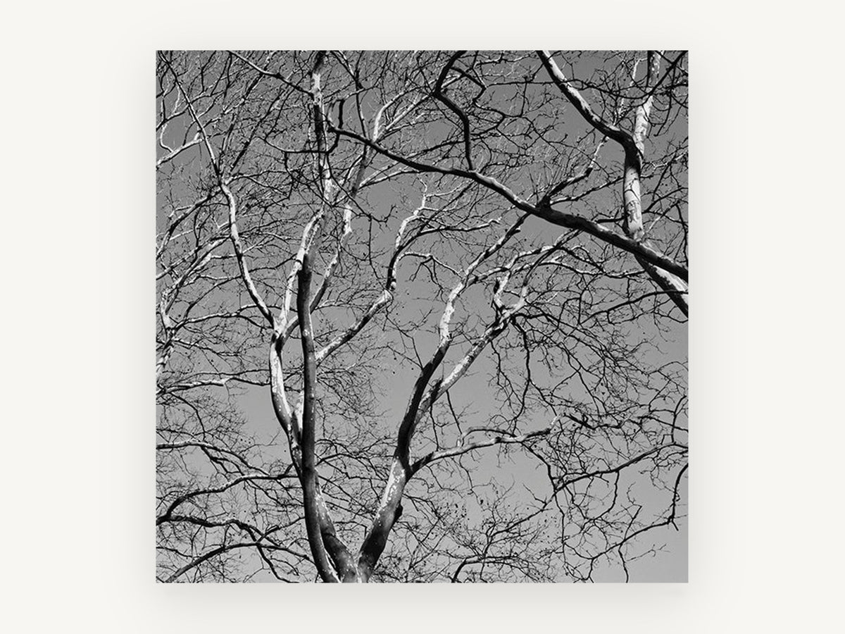 Bare Branch Canopy, bare tree branches black and white photograph, landscape canvas wall art print, front view