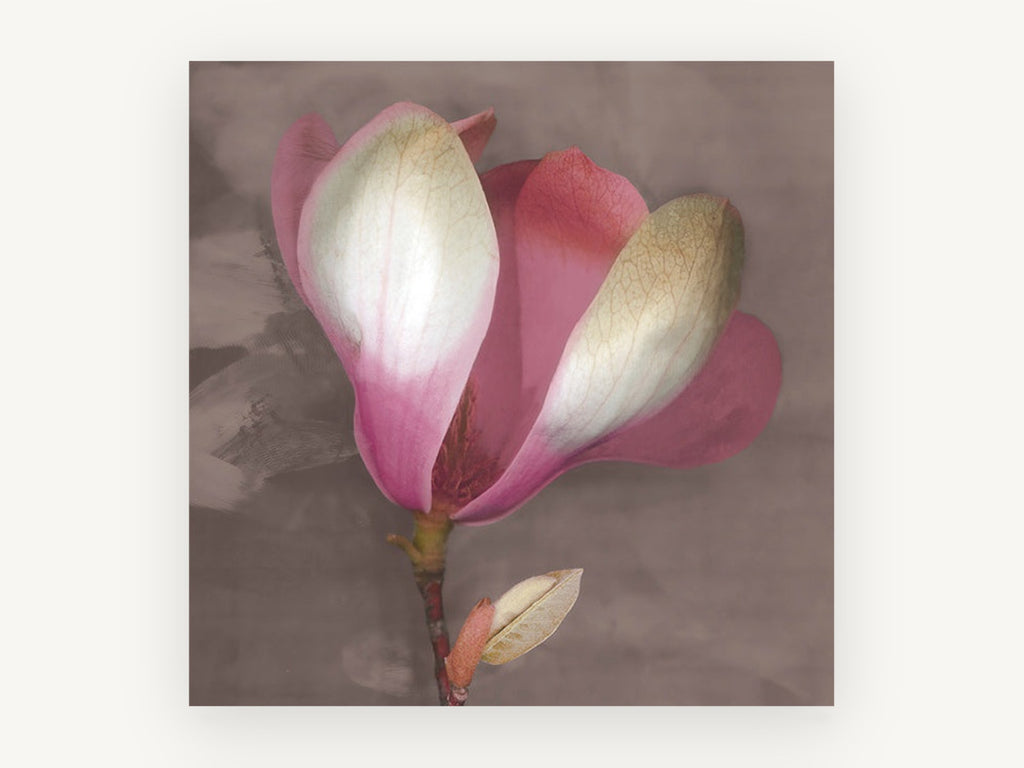 Blushing Magnolia Bloom, floral canvas wall art print, front view