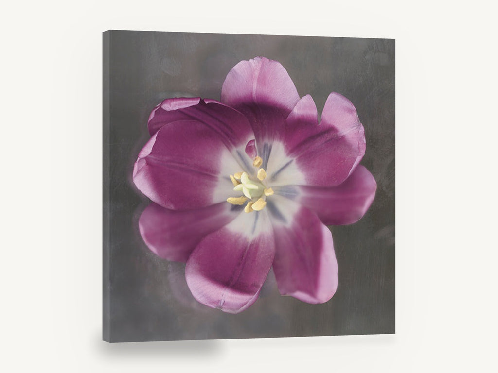 Open Plum Tulip, purple tulip floral photograph, floral canvas wall art print ready to hang