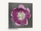Open Plum Tulip, purple tulip floral photograph, floral canvas wall art print ready to hang