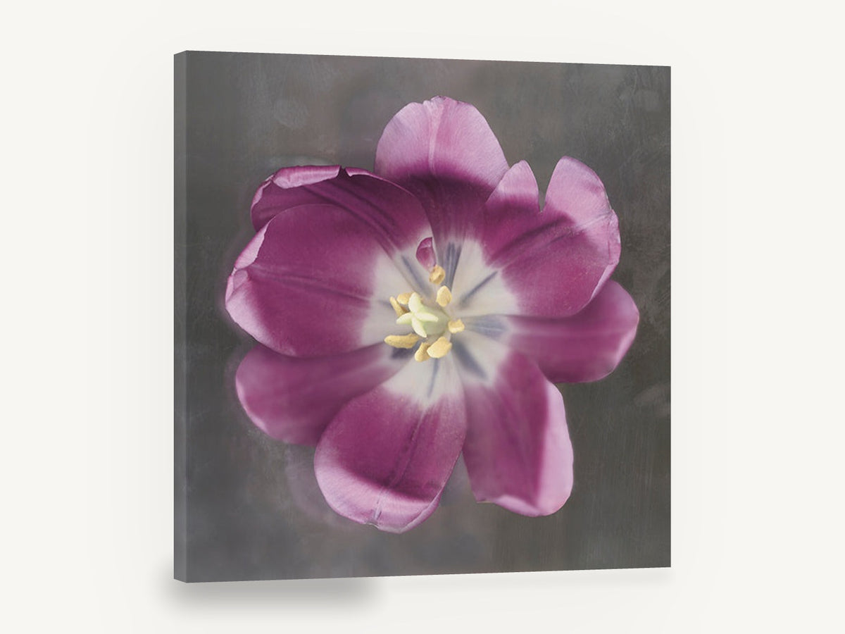 Open Plum Tulip, purple tulip floral photograph, floral canvas wall art print ready to hang