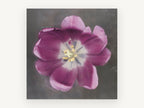Open Plum Tulip, floral canvas wall art print, front view