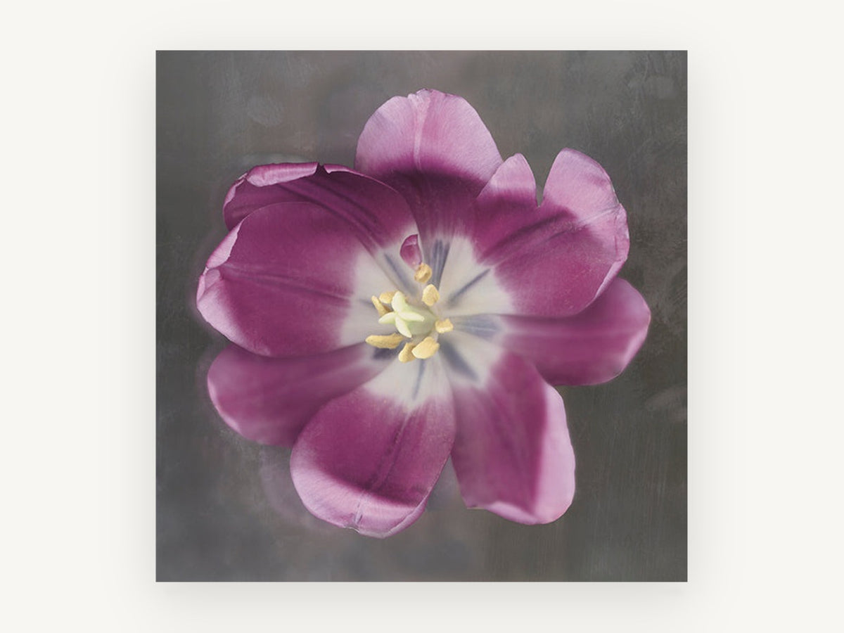 Open Plum Tulip, floral canvas wall art print, front view