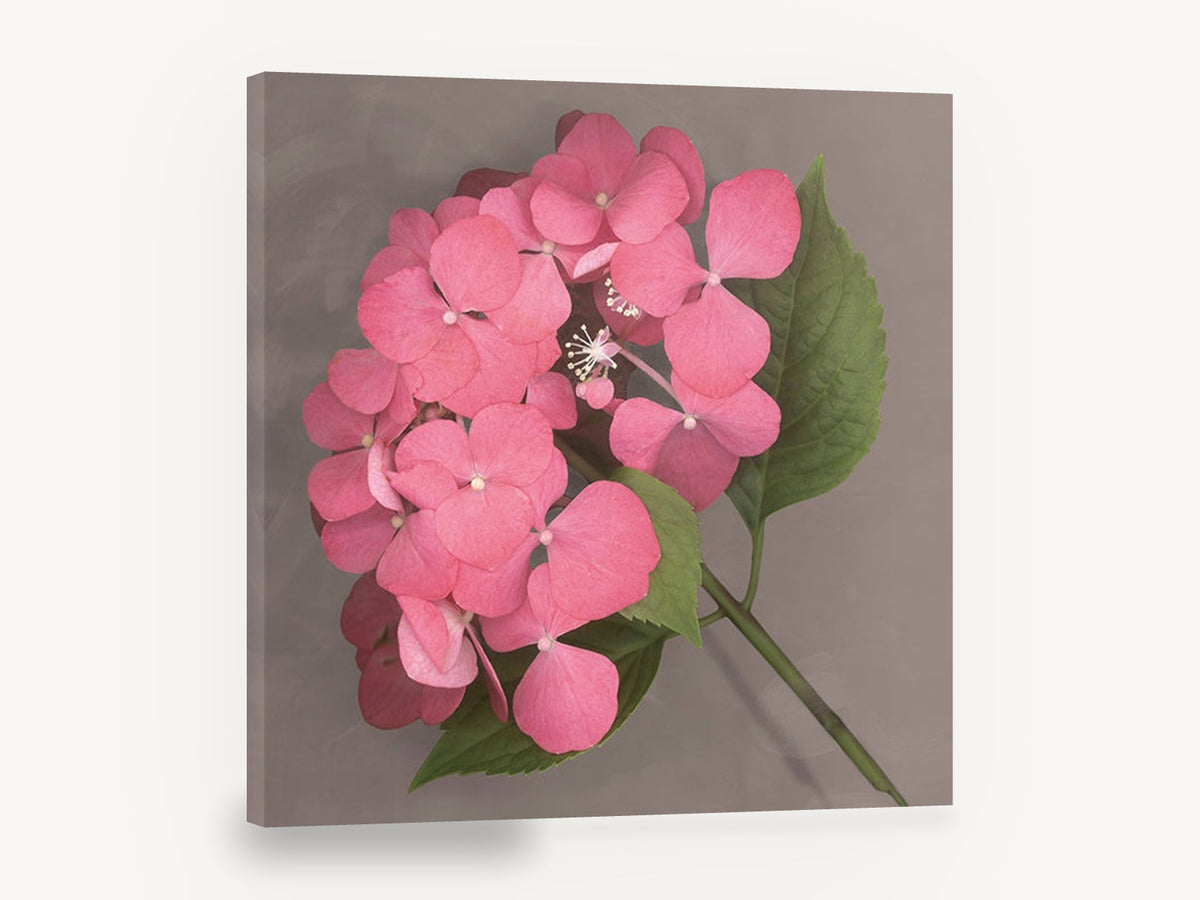 Rose Pink Hydrangea, pink hydrangea bloom botanical photograph, floral canvas wall art print ready to hang
