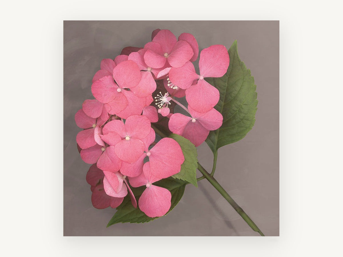 Rose Pink Hydrangea, floral canvas wall art print, front view