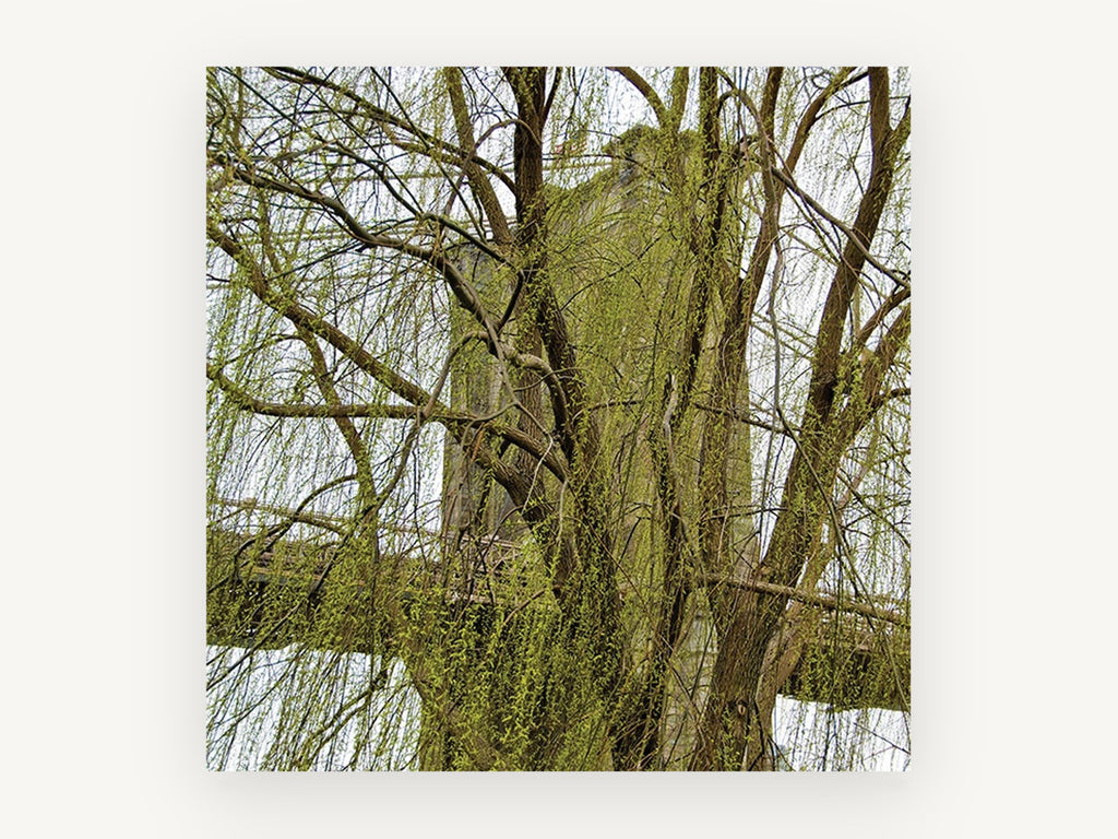 Willow Veil Bridge, brooklyn bridge through weeping willow photograph, city canvas wall art print, front view