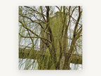 Willow Veil Bridge, brooklyn bridge through weeping willow photograph, city canvas wall art print, front view