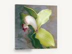 Green Cymbidium Orchid, green cymbidium orchid floral photograph, floral canvas wall art print ready to hang