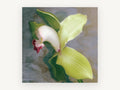 Green Cymbidium Orchid, floral canvas wall art print, front view