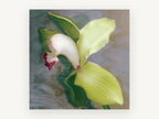 Green Cymbidium Orchid, floral canvas wall art print, front view