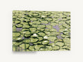 Lily Pad Pond, green lily pads pond photograph, landscape canvas wall art print ready to hang