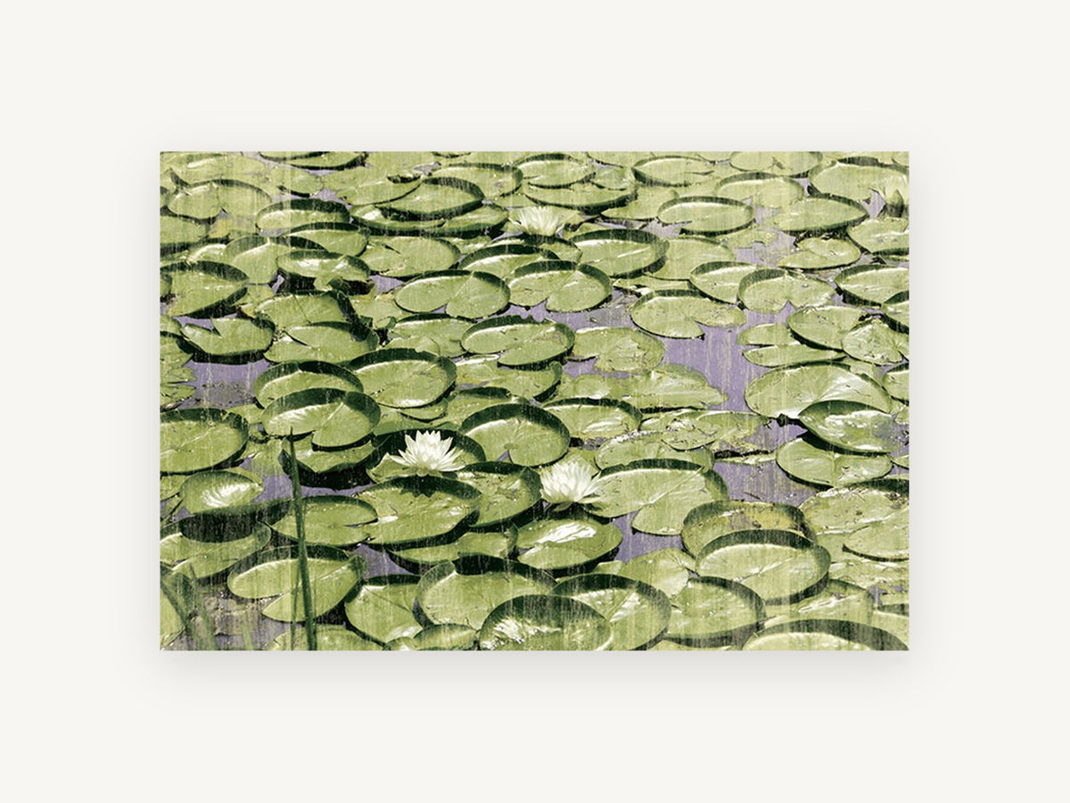 Lily Pad Pond, green lily pads pond photograph, landscape canvas wall art print, front view