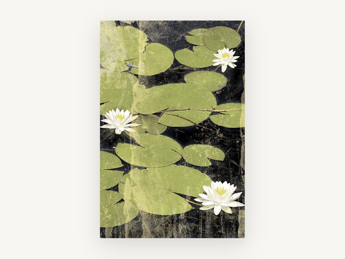 Lily Pond Blossoms, white water lily pond, landscape canvas wall art print, front view
