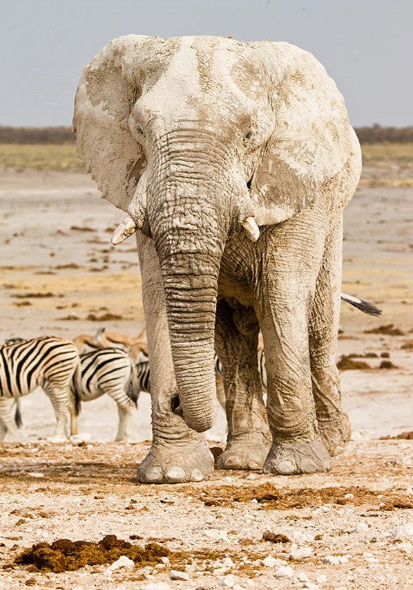Elephant in Africa Wall Art Print