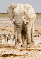 Elephant in Africa Wall Art Print