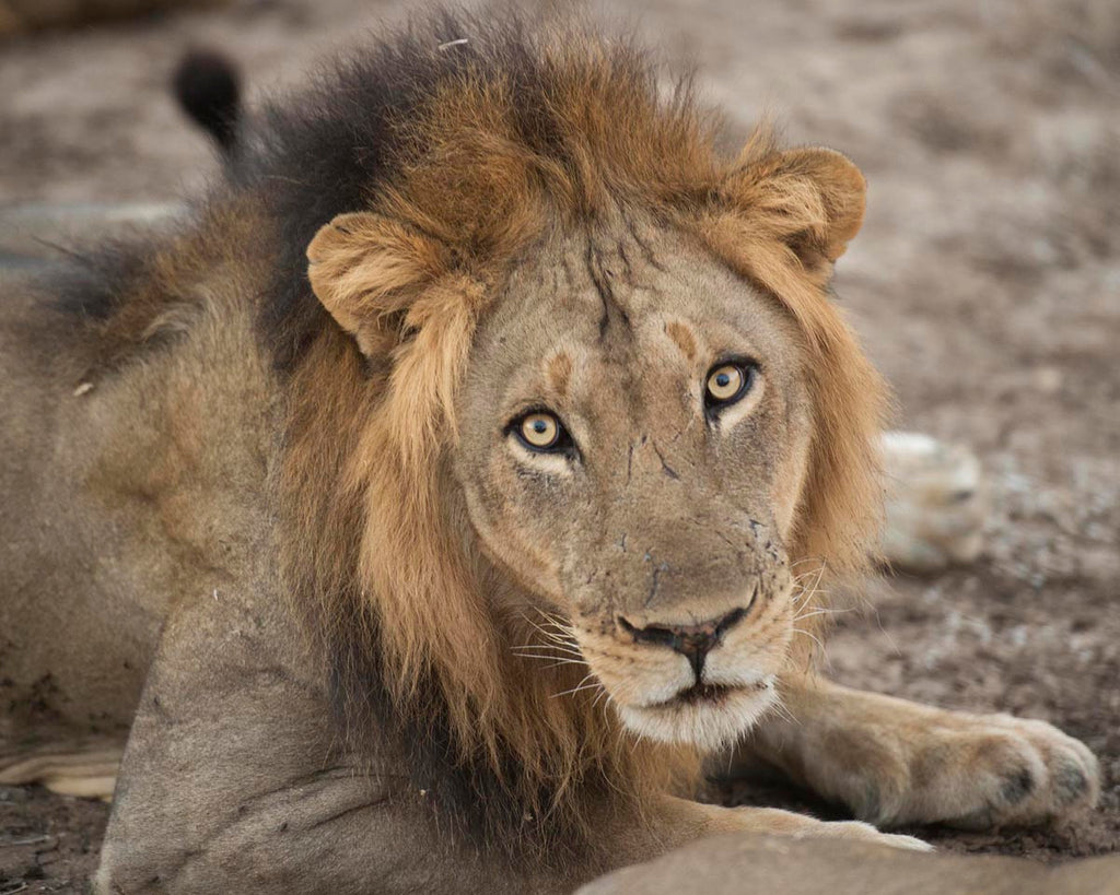 Eyes of a Lion Wall Art Print