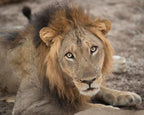 Eyes of a Lion Wall Art Print