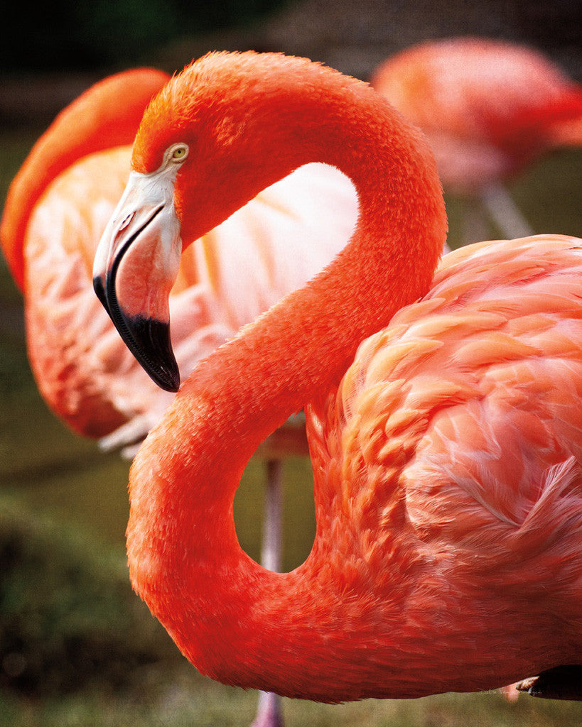 Flamingo III Wall Art Print