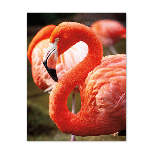 Flamingo III Wall Art Print
