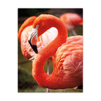 Flamingo III Wall Art Print