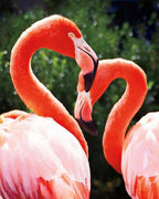 Flamingo II Wall Art Print