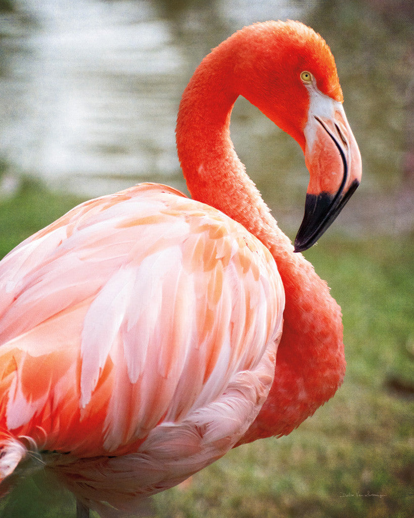 Flamingo I Wall Art Print 