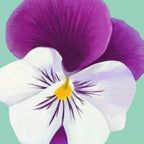 Flower Art II Wall Art Print
