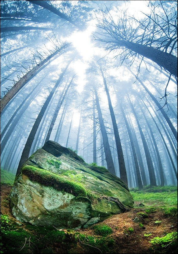Forest Moss Grass Wall Art Print