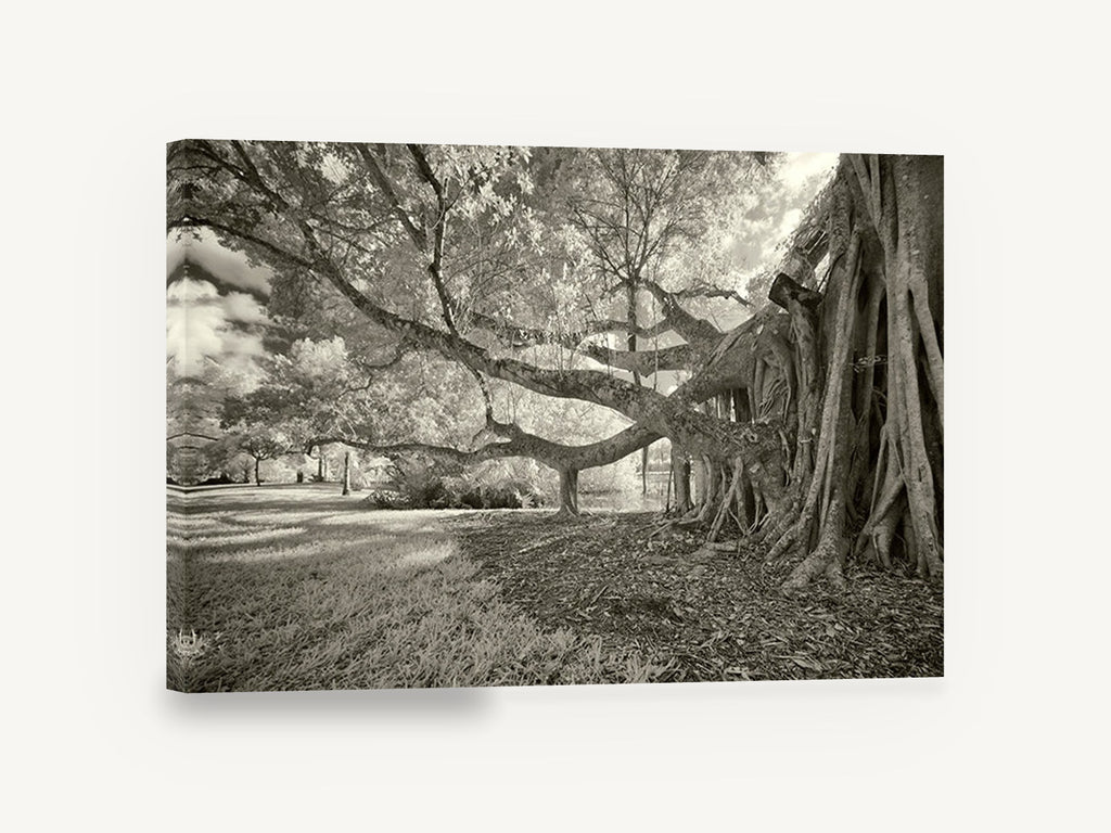 Banyan Roots Sepia, banyan fig tree infrared photograph, landscape canvas wall art print ready to hang
