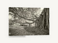 Banyan Roots Sepia, banyan fig tree infrared photograph, landscape canvas wall art print ready to hang