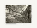 Banyan Roots Sepia, banyan fig tree infrared photograph, landscape canvas wall art print ready to hang