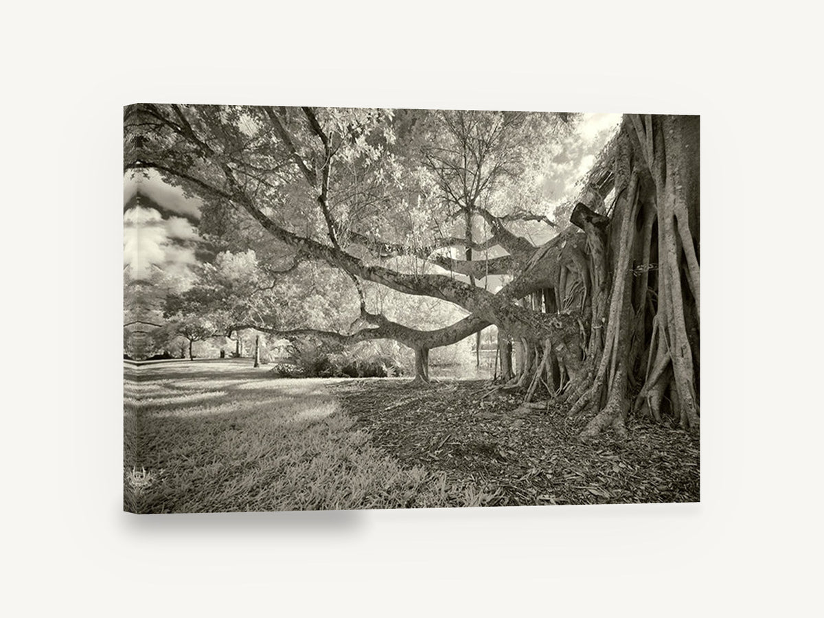 Banyan Roots Sepia, banyan fig tree infrared photograph, landscape canvas wall art print ready to hang