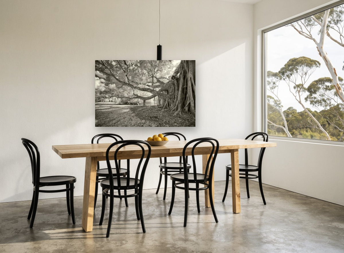 Banyan Roots Sepia landscape canvas print on the wall of a dining room