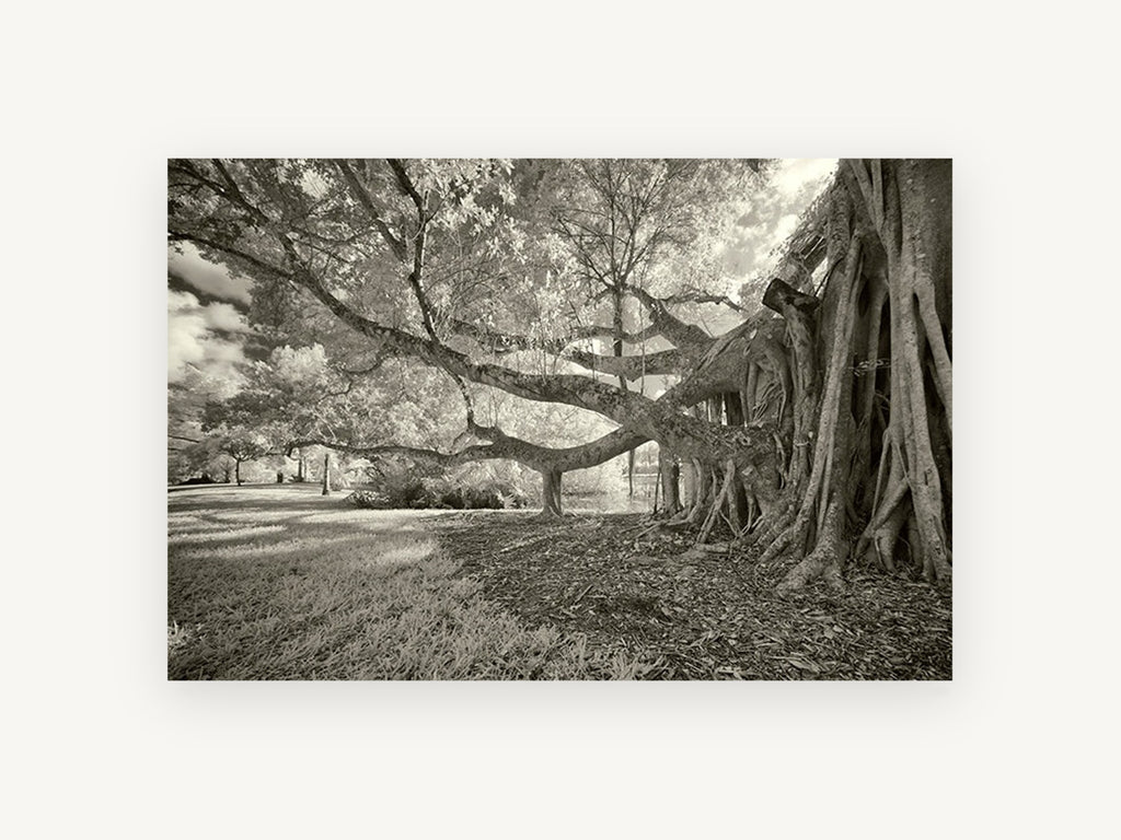 Banyan Roots Sepia, banyan fig tree infrared photograph, landscape canvas wall art print, front view
