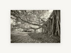 Banyan Roots Sepia, banyan fig tree infrared photograph, landscape canvas wall art print, front view