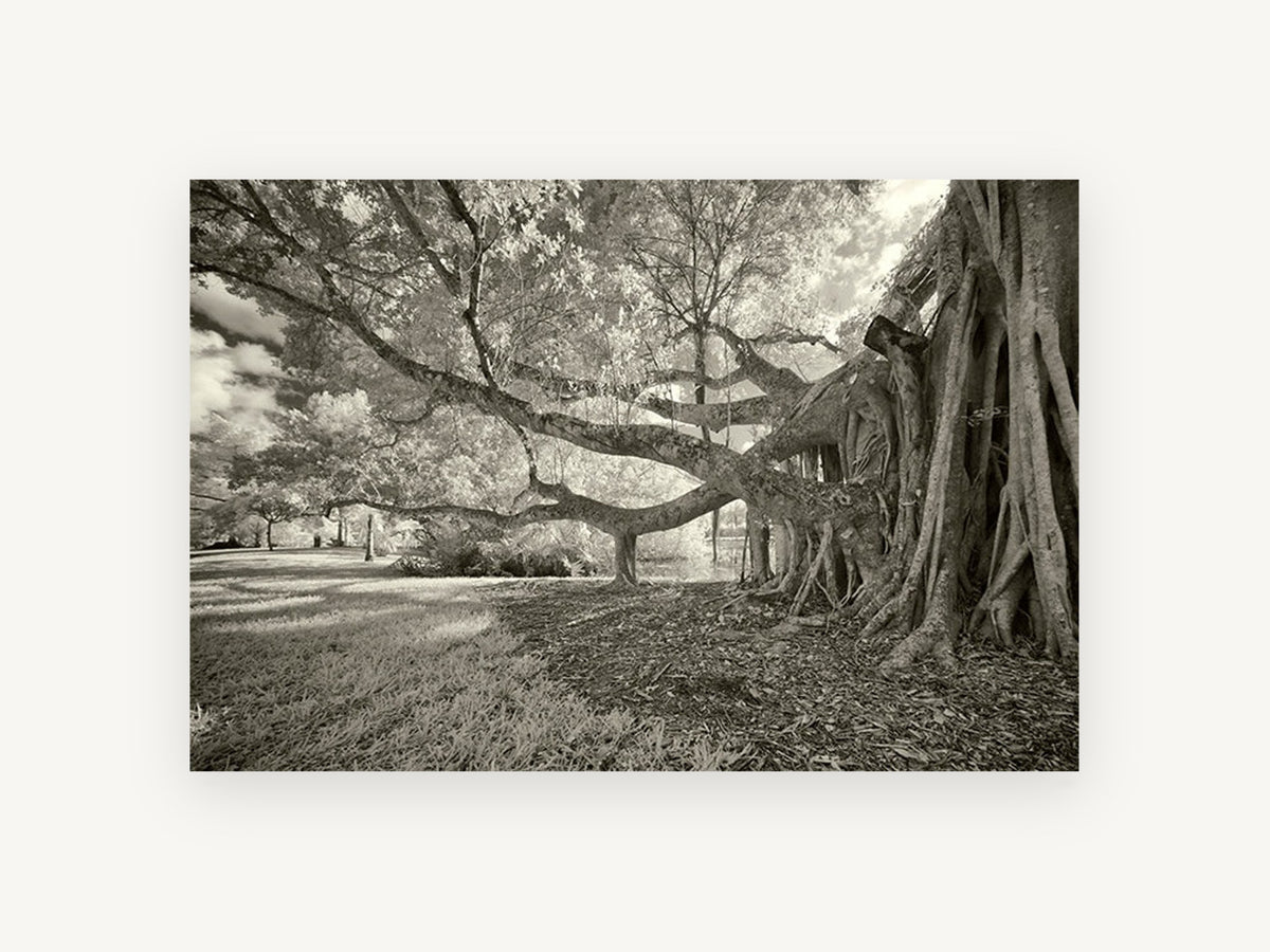 Banyan Roots Sepia, banyan fig tree infrared photograph, landscape canvas wall art print, front view