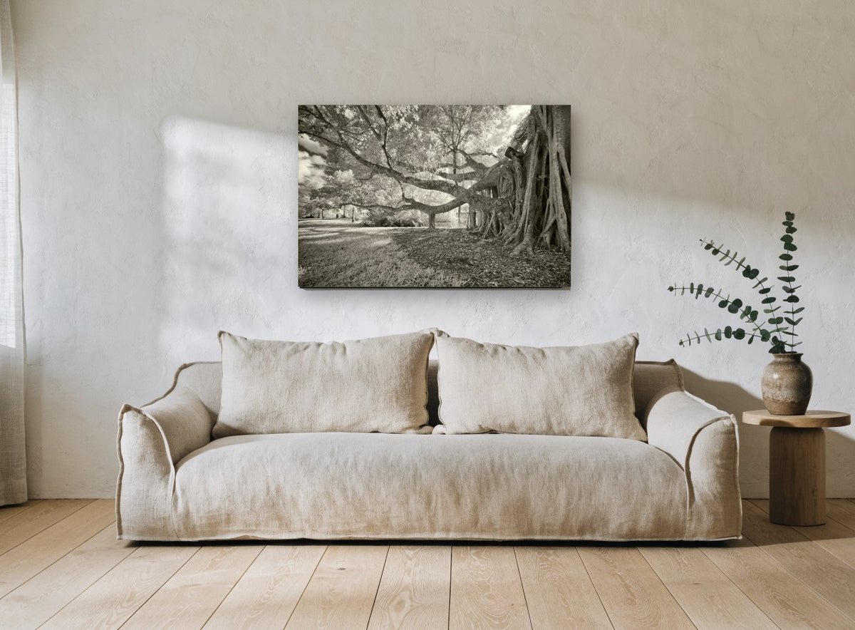 Banyan Roots Sepia landscape canvas print on the wall of a living room
