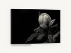Rain-Beaded Magnolia Bud, magnolia bud black and white photograph, floral canvas wall art print ready to hang
