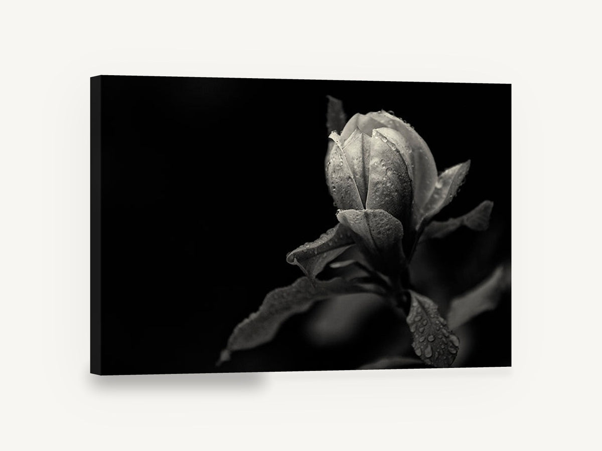 Rain-Beaded Magnolia Bud, magnolia bud black and white photograph, floral canvas wall art print ready to hang