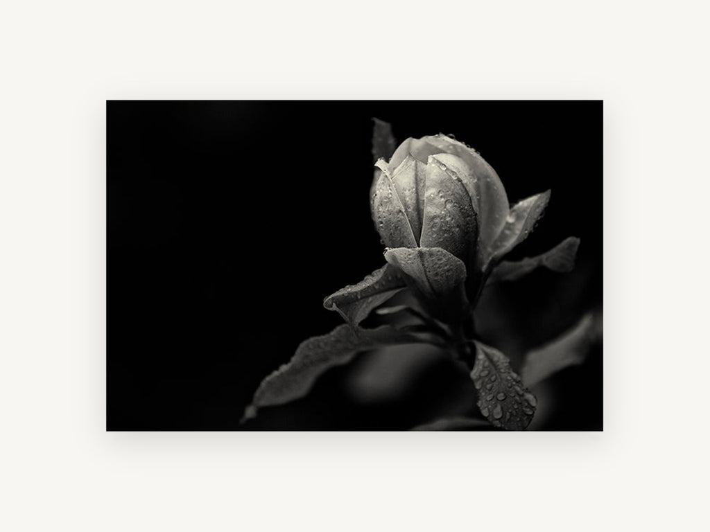 Rain-Beaded Magnolia Bud, floral canvas wall art print, front view