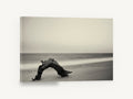 Driftwood Arch at Dusk, driftwood on beach sepia photograph, coastal canvas wall art print ready to hang