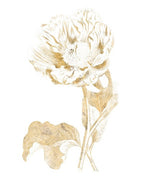 Gilded Botanical VII Wall Art Print