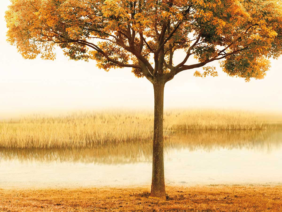 Golden Morning I Wall Art Print
