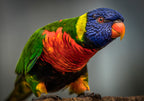 Green Bird Wall Art Print