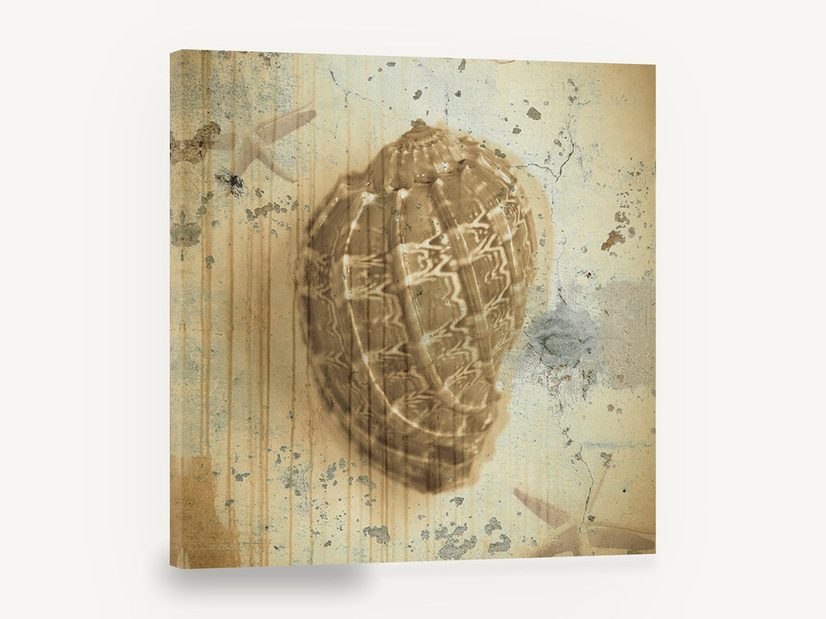 Weathered Harp Shell, vintage sepia seashell wall, stretched canvas wall art print ready to hang