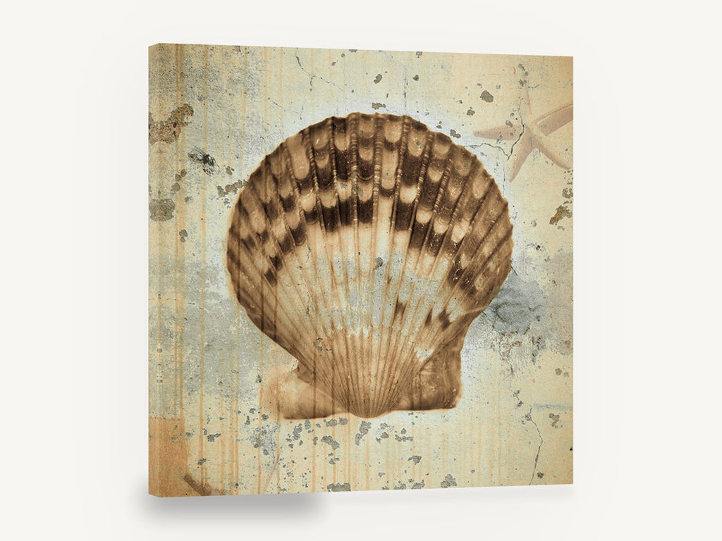Weathered Scallop Shell, vintage scallop shell beach, stretched canvas wall art print ready to hang