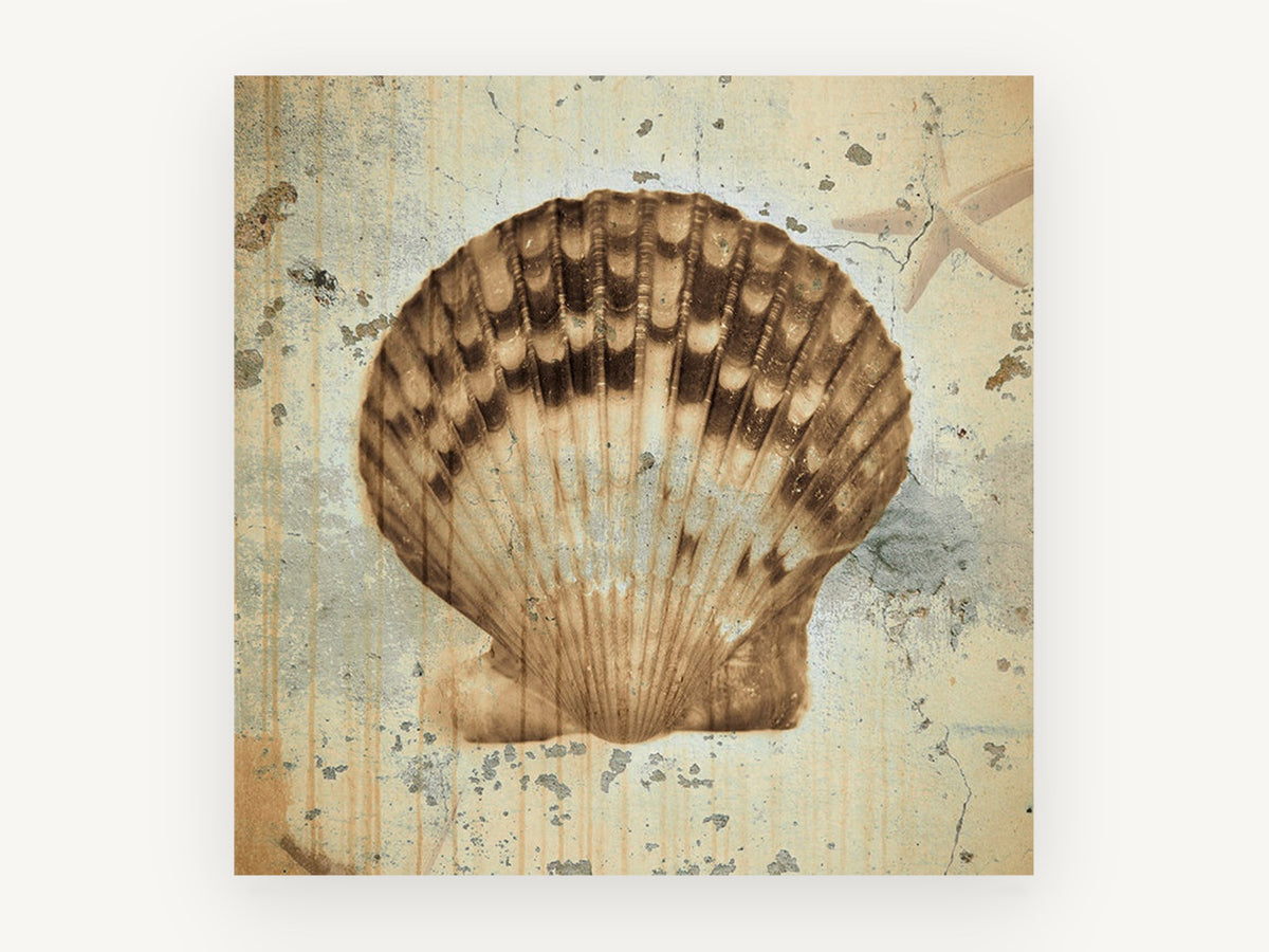 Weathered Scallop Shell, vintage canvas wall art print, front view